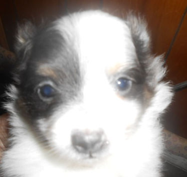 Tootsie-BlueTanParti-F-Face-7-1-26.JPG