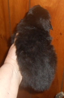Pebbles-Black-F-Back-5-12-26.jpg