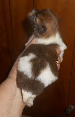 Cupcake- SableParti-F-Back-4-18-26.jpg