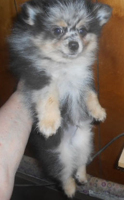 Pebbles-BlueTanMerle-M-Belly-6-12-26.jpg