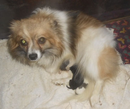 Tootsie-W3pups-6-3-26.jpg