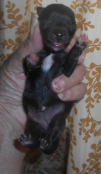 Tootsie-BlackTan-F-Belly-6-3-26.jpg