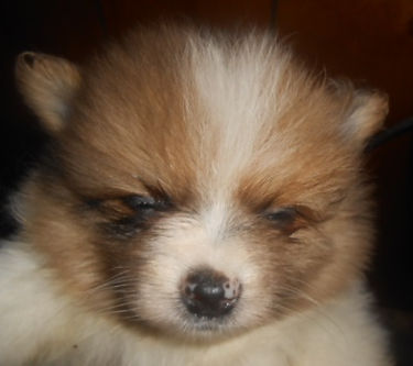 Cupcake-OrangeSableMerleParti-2-M-Face-5-16-26.jpg