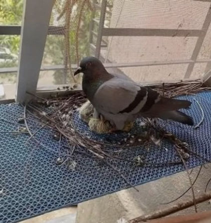 Captura de tela 2025-11-23 193331.jpg