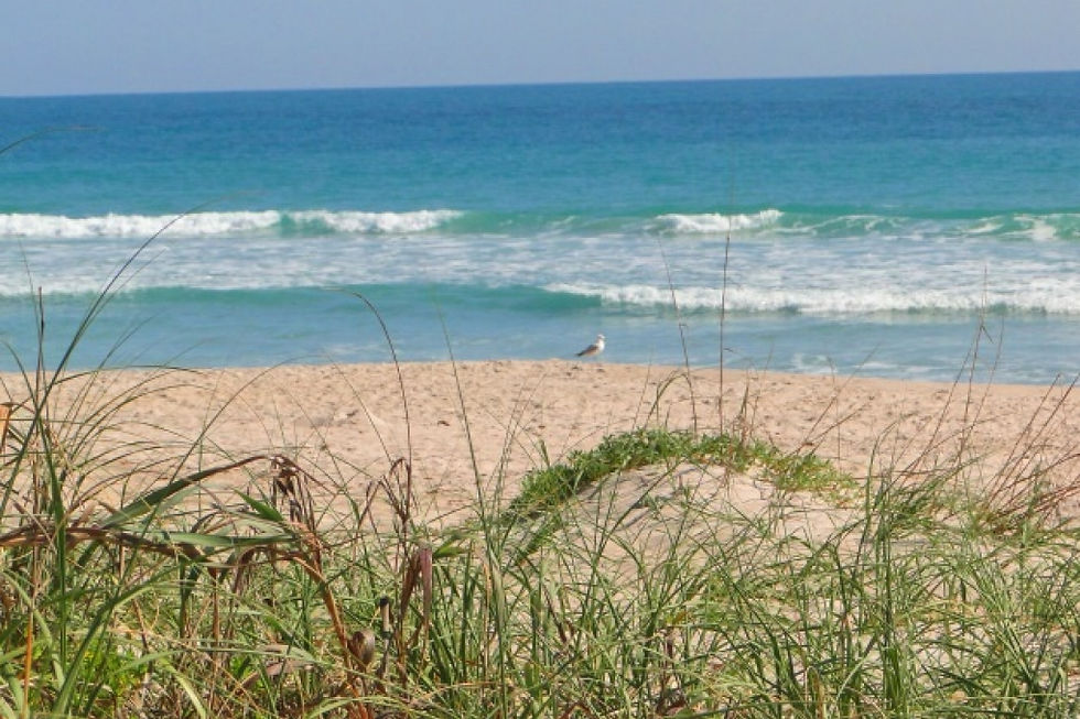 Wide angle view of sandy coastline lined with palm trees