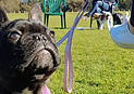 puppy 6.jpeg