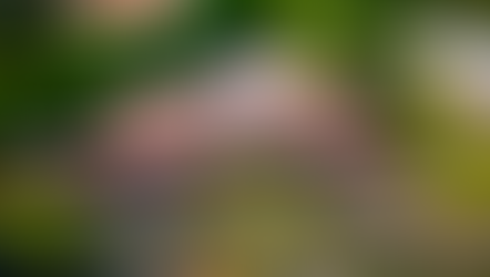 Navigating Grocery Shopping in Costa Rica: Your Guide to Local Markets