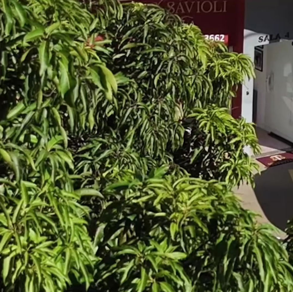 copy_61D5BC4D-263F-4B1D-83F9-59886DB07676 (1).mov