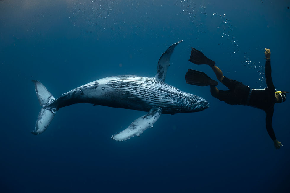 humpbacks-29.jpg
