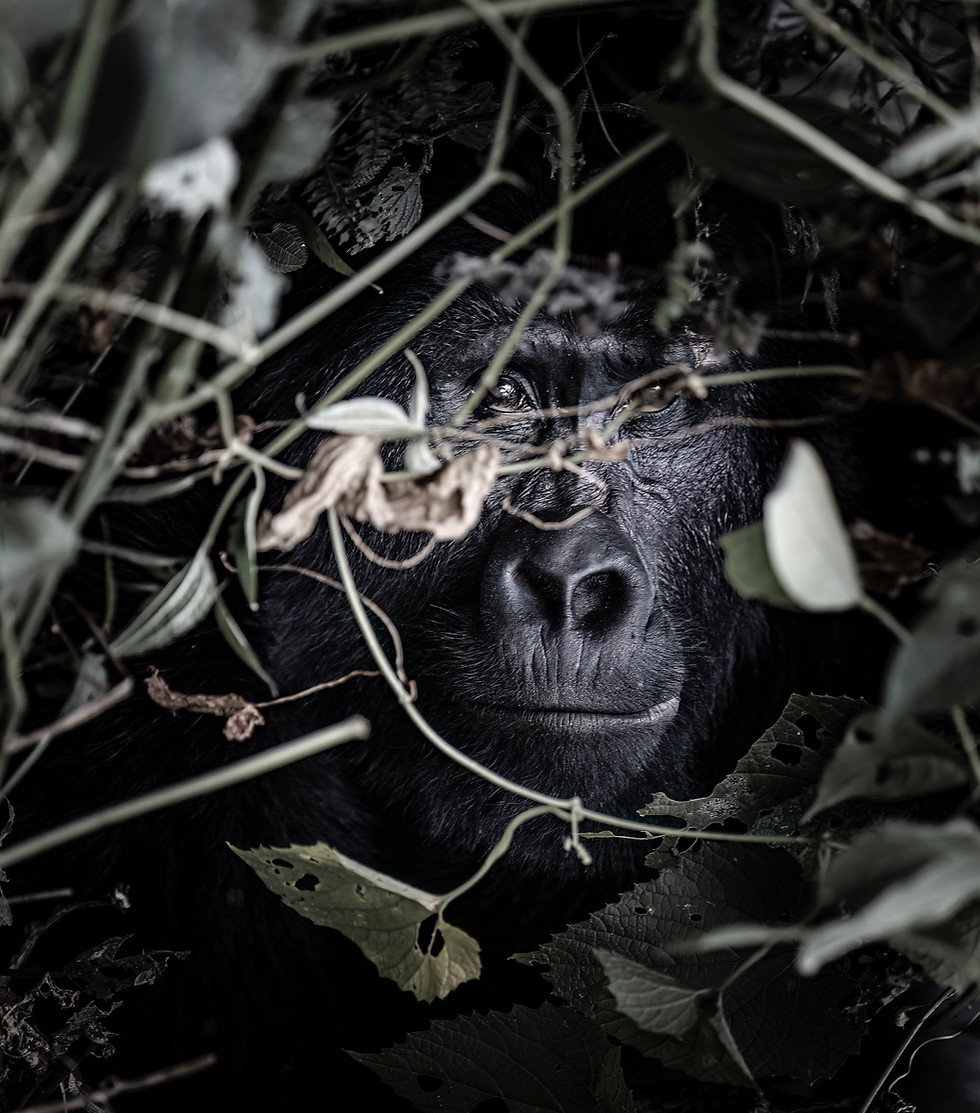 hidden primate.jpg