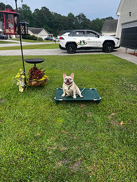 Dog in foundation obedience board and train in Jacksonville, NC