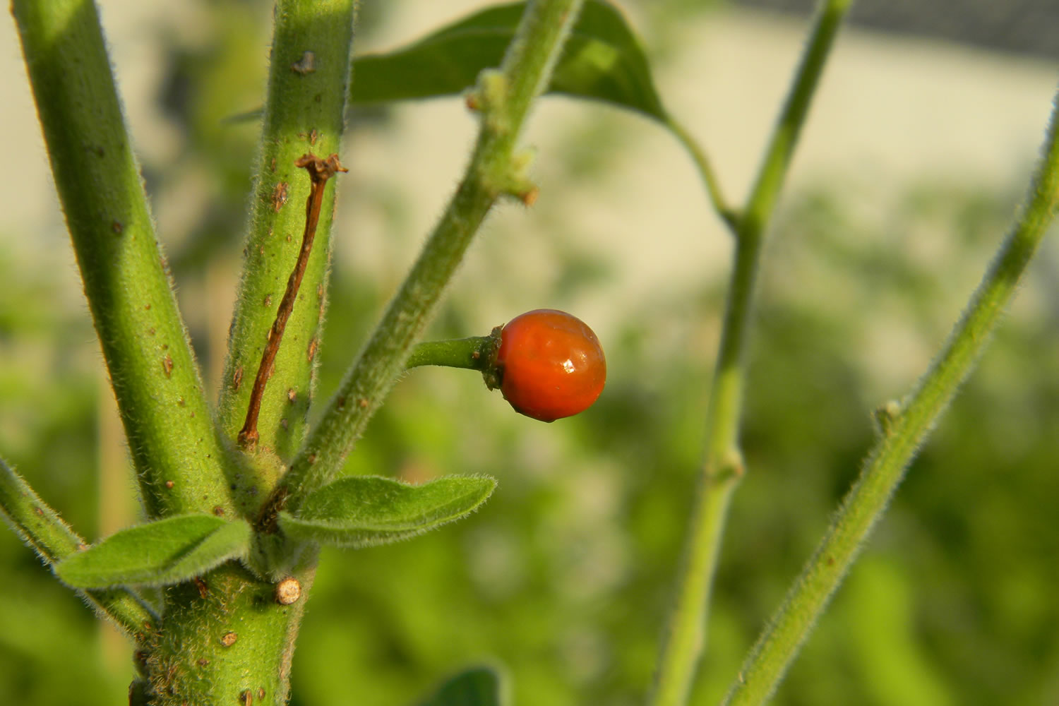 Capsicum Galapagoense