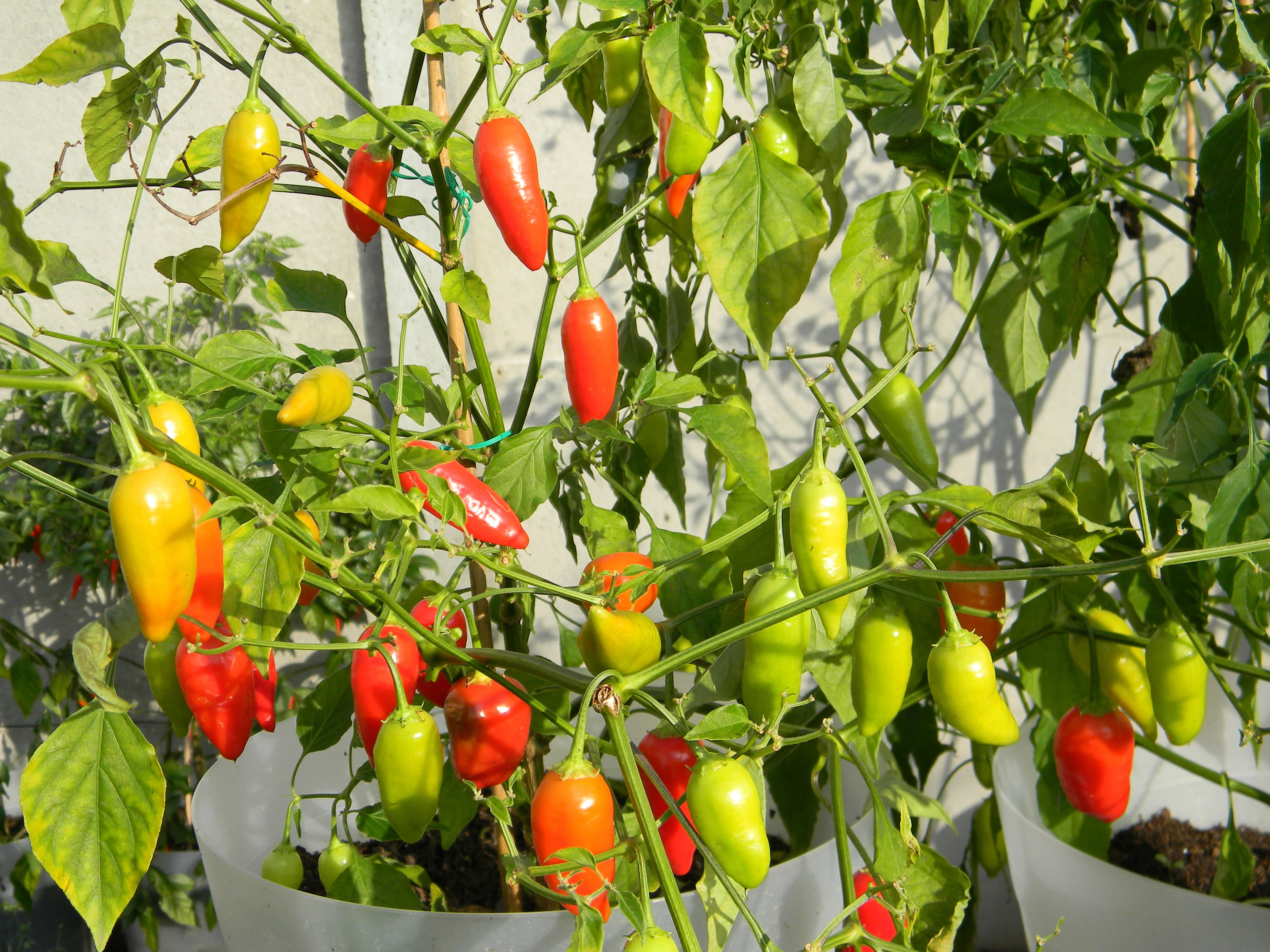 Asklepio capsicum chilli papričky