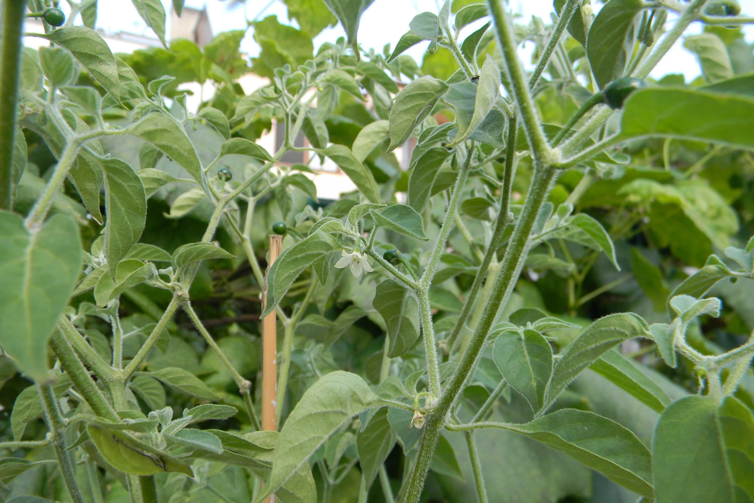 Capsicum Galapagoense
