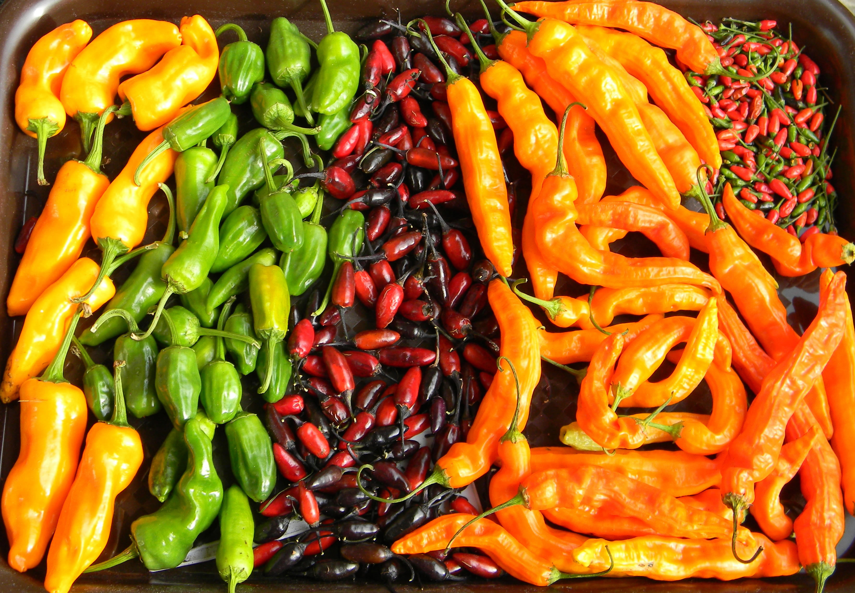 Asklepio capsicum chilli papričky