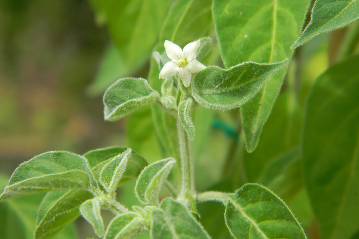 Capsicum Galapagoense