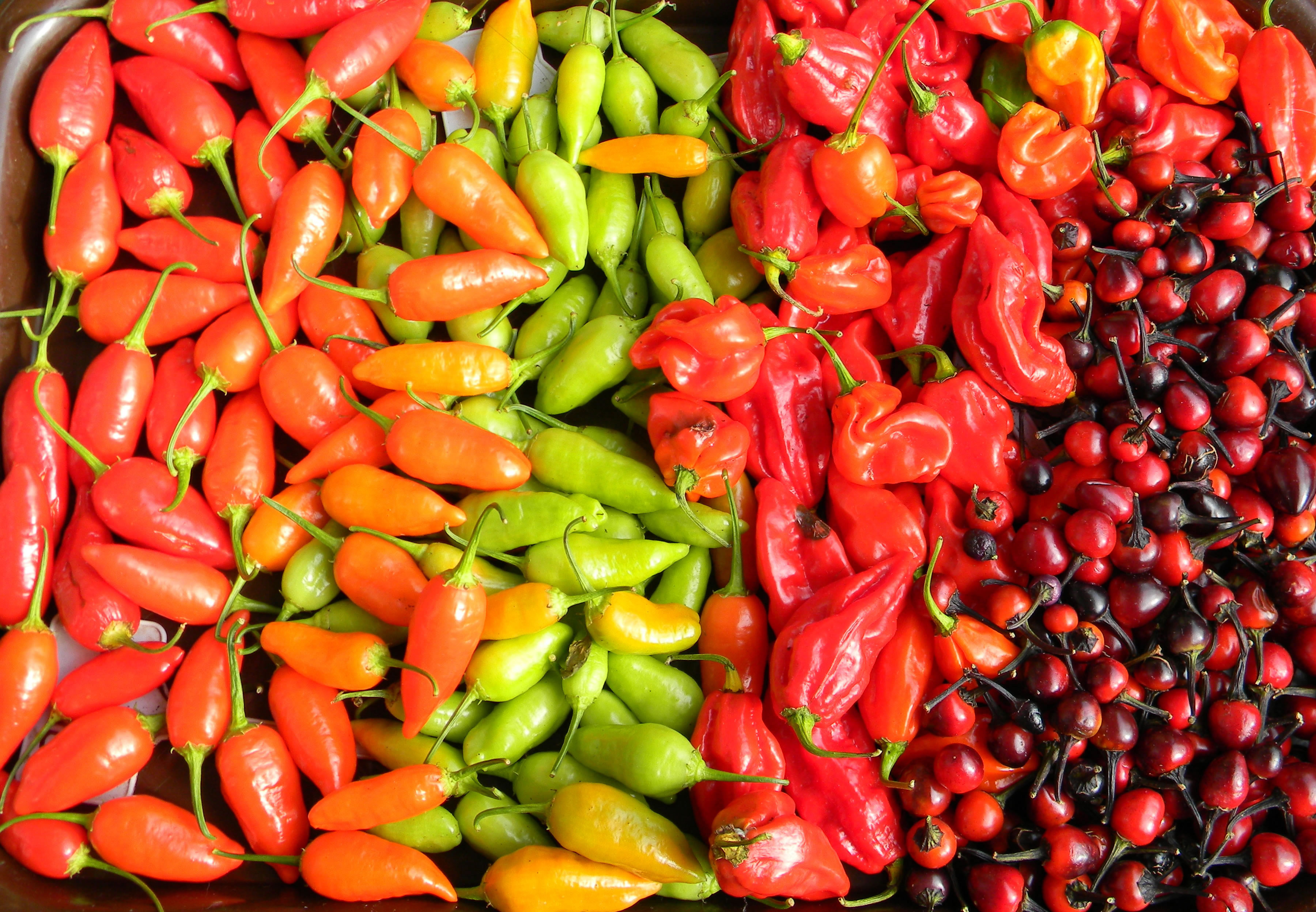 Asklepio capsicum chilli papričky