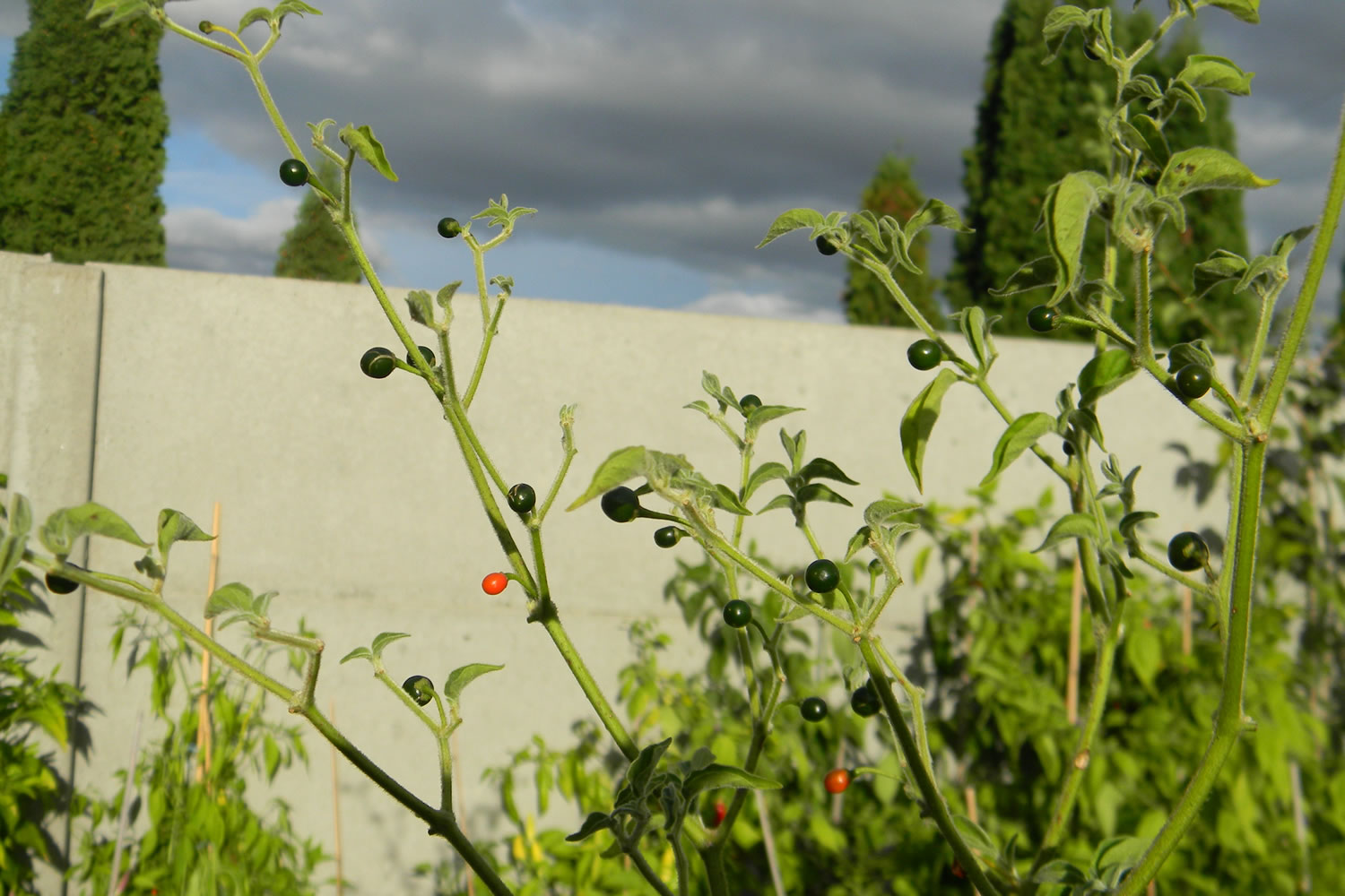 Capsicum Galapagoense