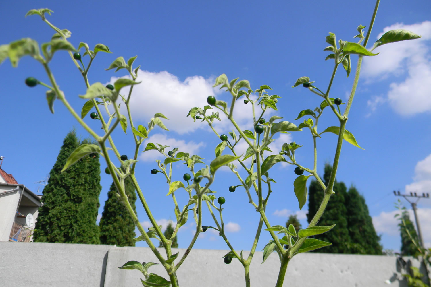 Capsicum Galapagoense