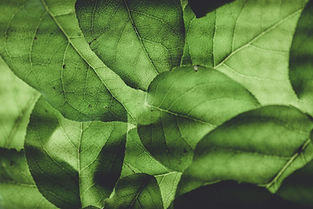 Leaves.jpeg
