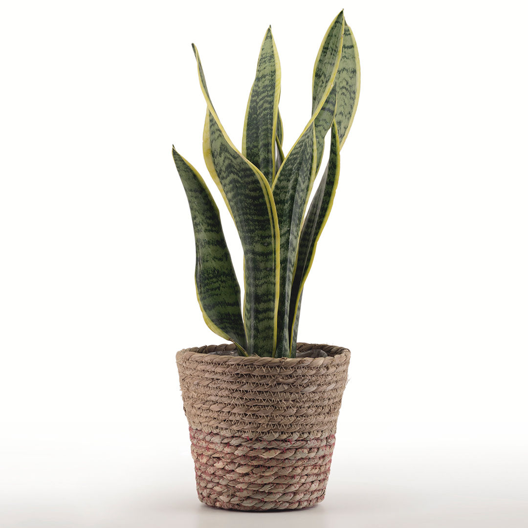 SANSEVIERIA
