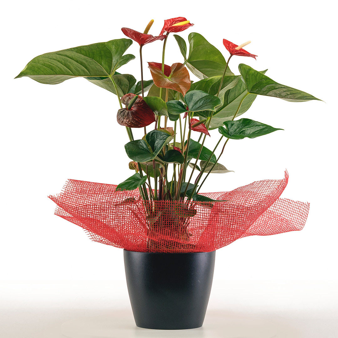 ANTHURIUM