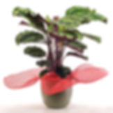 CALATHEA