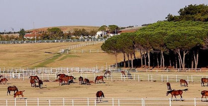 7 Adet Meranın 45.000.Mt Çit ile çevrilmesi içi.