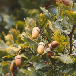 Acorns to Oaks and Back Again