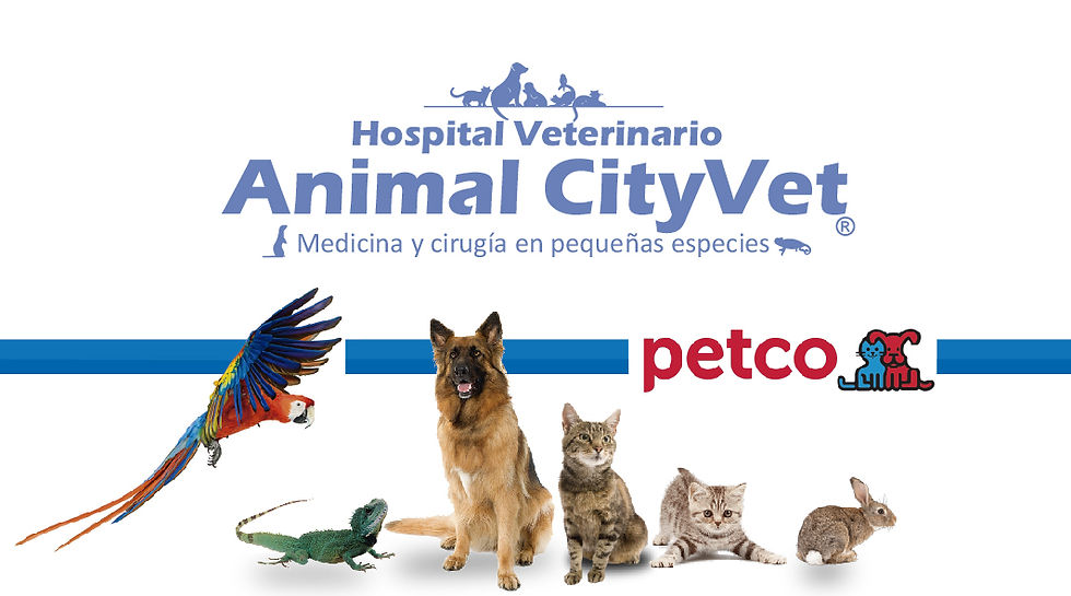 bc petco animal city vet 2-01