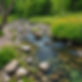 A picture of a brook with rocks sticking out, and wildflowers growing next to the water.