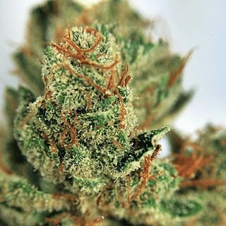Best Strains Weed to Improve Mood