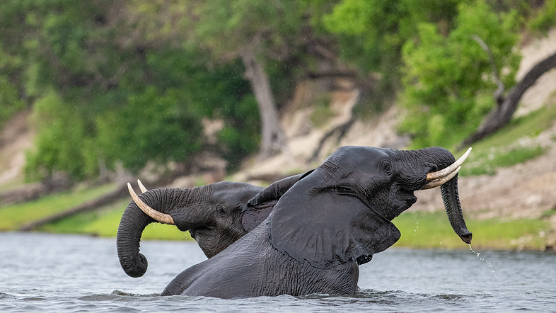 Olifant 2.png