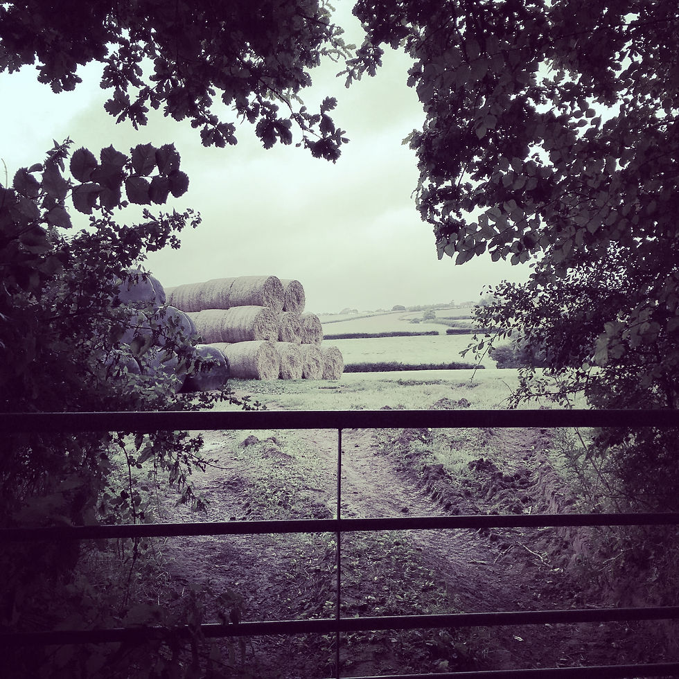 Walk Amongst the Farms
