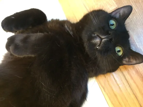 Pet Policies For Rental Properties