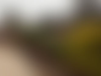 Fire, Soil, Shade Gardens & Winter Inspirations