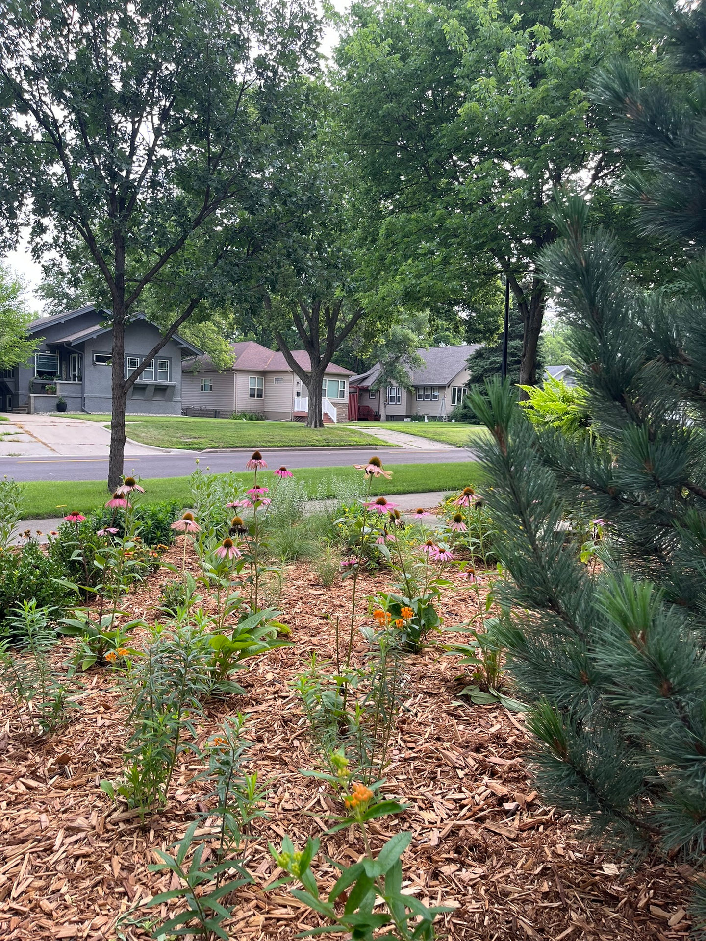 Neighborhood garden with trees and houses in background.