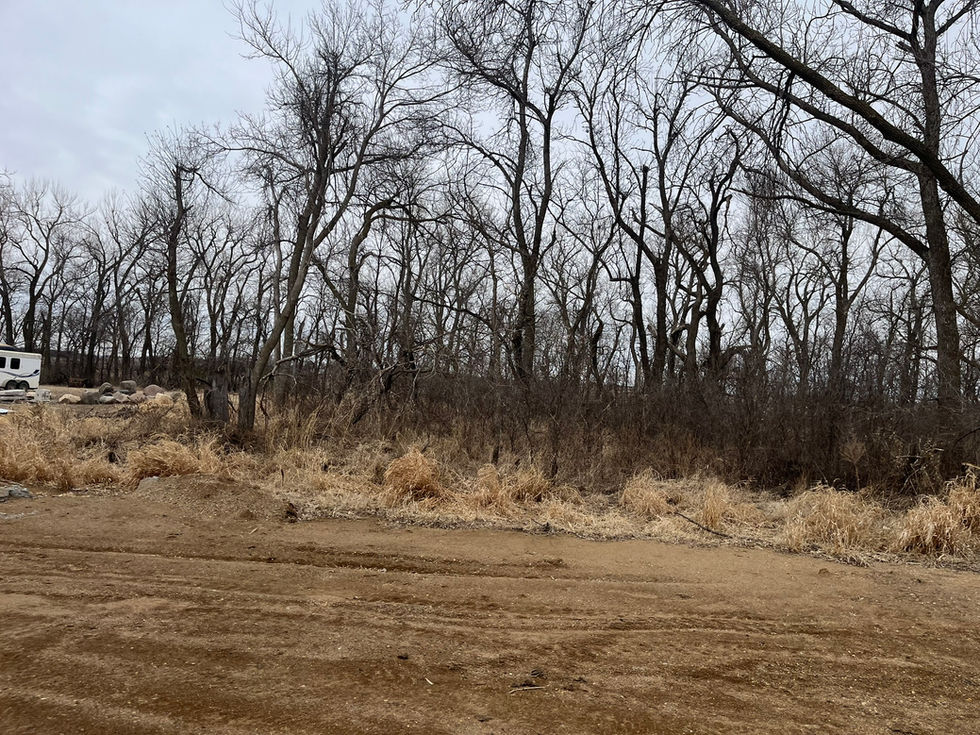 The before-Bare trees and dirt road in a rural setting.