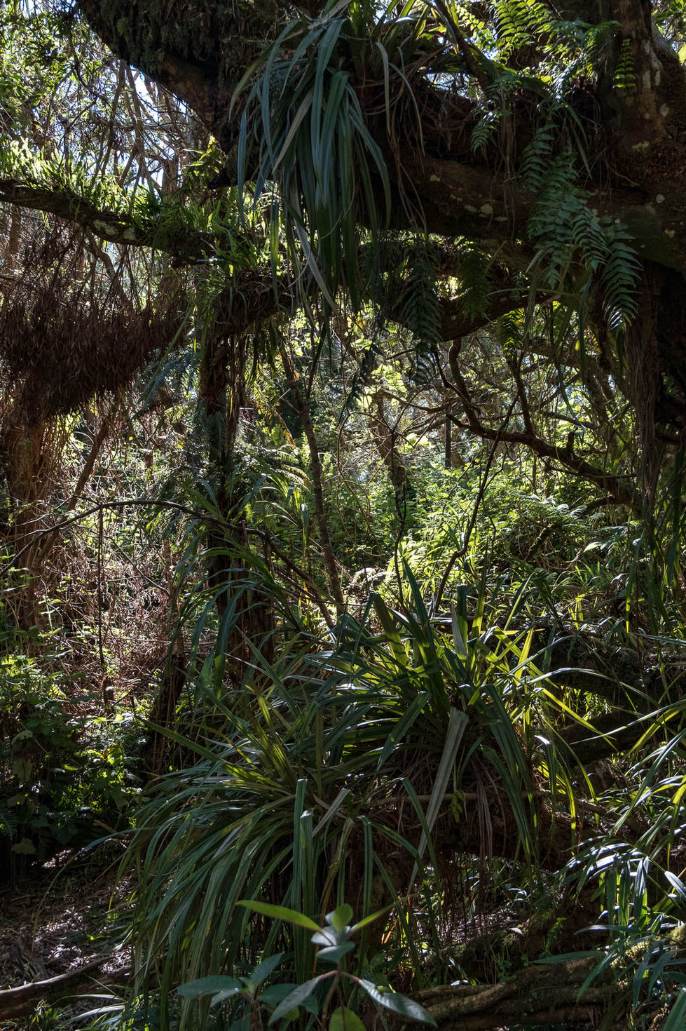 Arbres_réunion_Alexis Goncalves-4.jpg