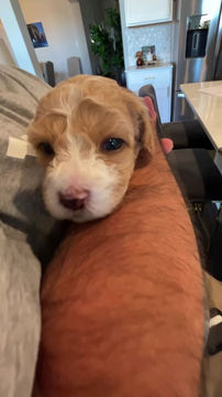 Thumbnail: "Dorothy" - Maltipoo (female)