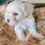 Thumbnail: "Cindy" - Maltipoo (female)