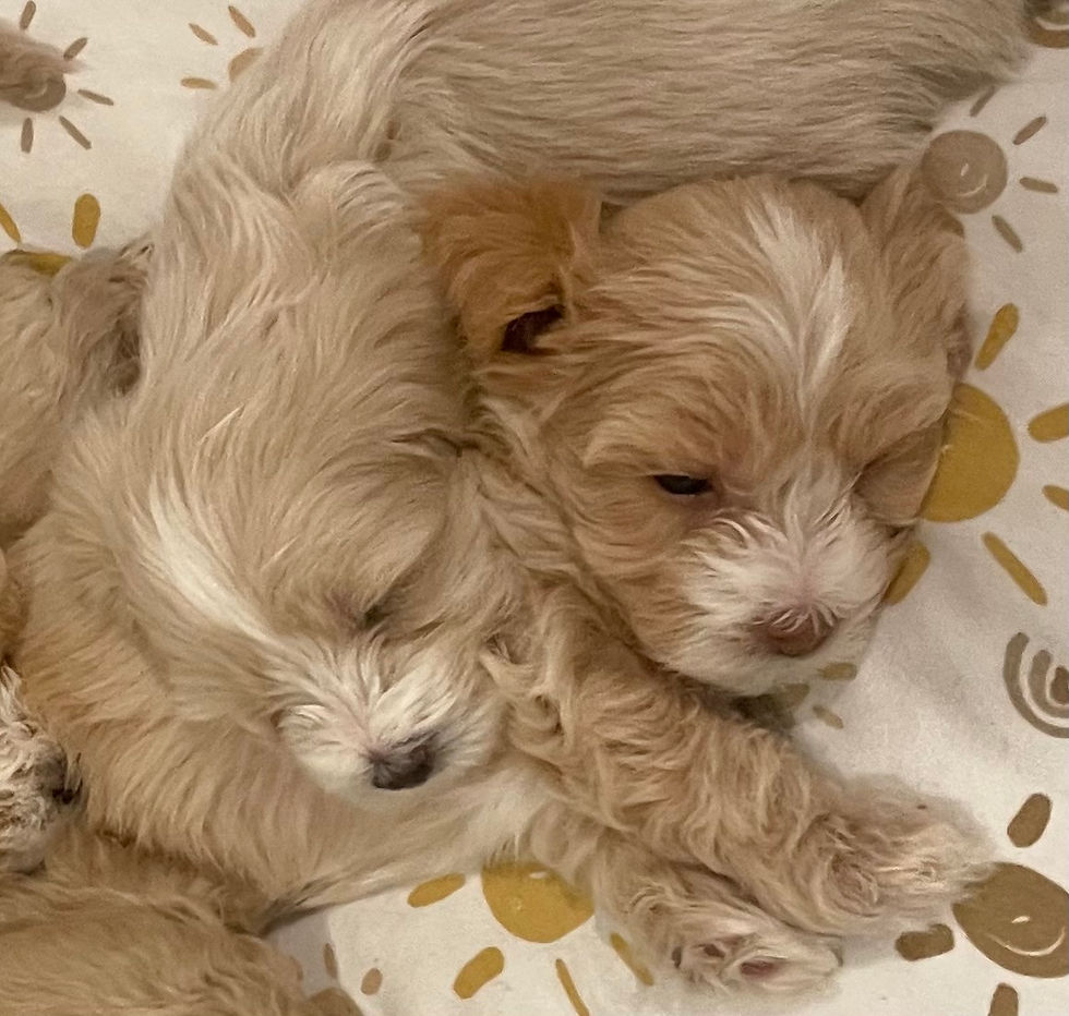Thumbnail: "Rose" - Maltipoo (female)
