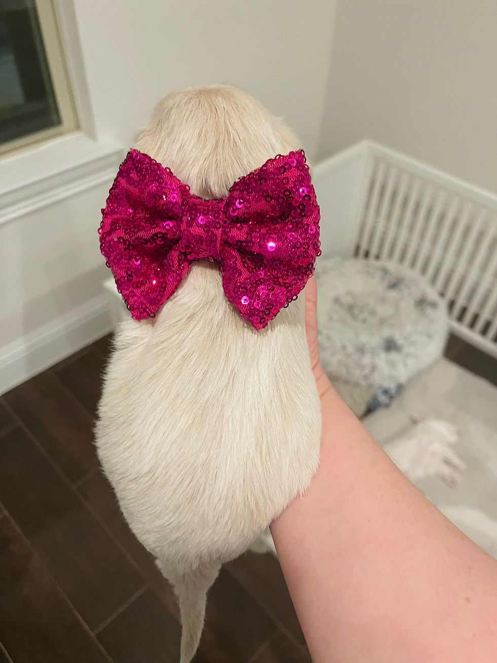 Thumbnail: "Rose" - Maltipoo (female)