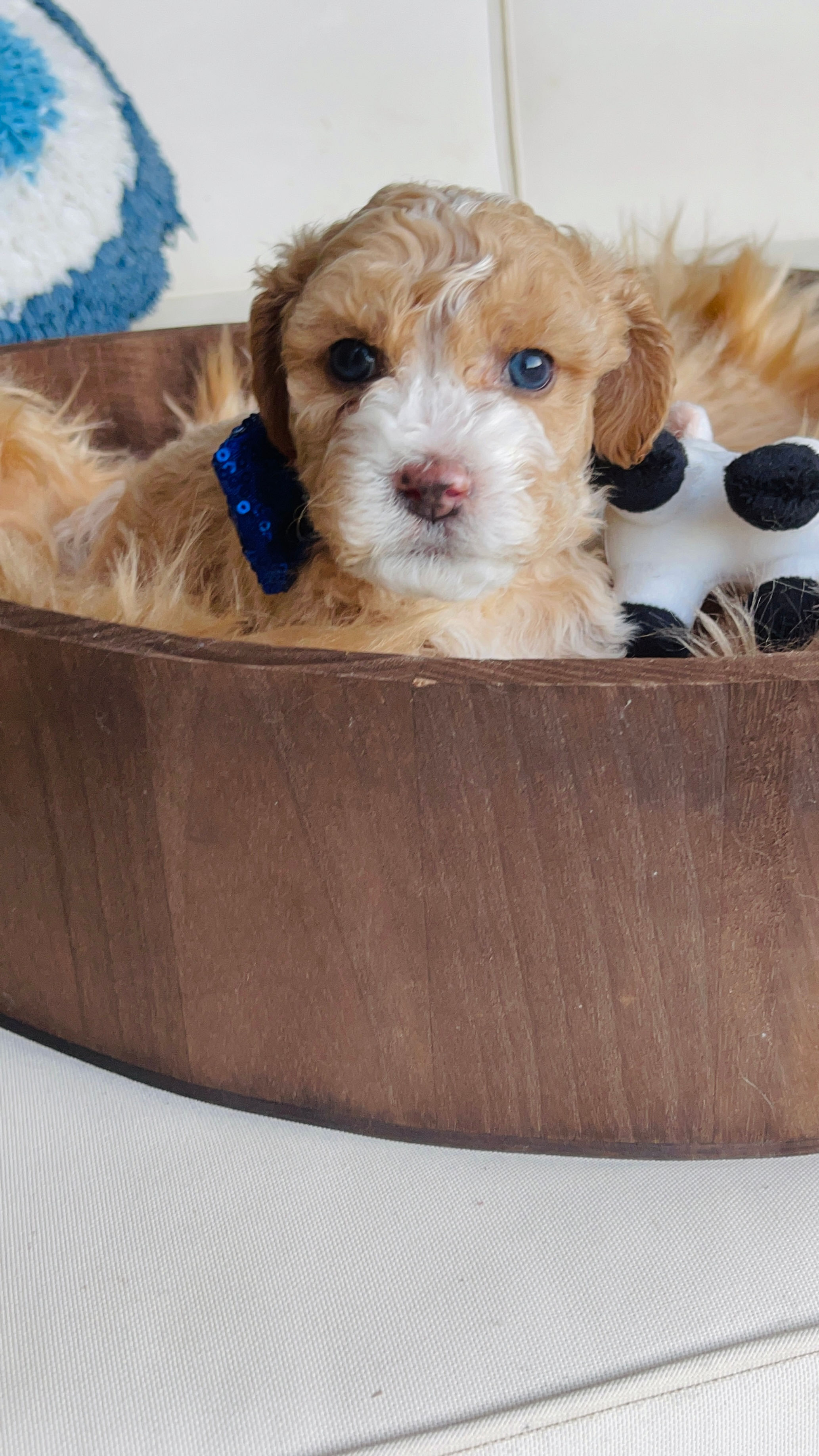 "Bobby" - Maltipoo (male)