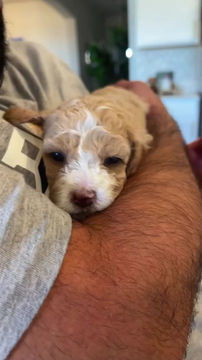 Thumbnail: "Dorothy" - Maltipoo (female)