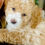 Thumbnail: "Dorothy" - Maltipoo (female)