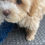 Thumbnail: "Goldie" - Maltipoo (female)