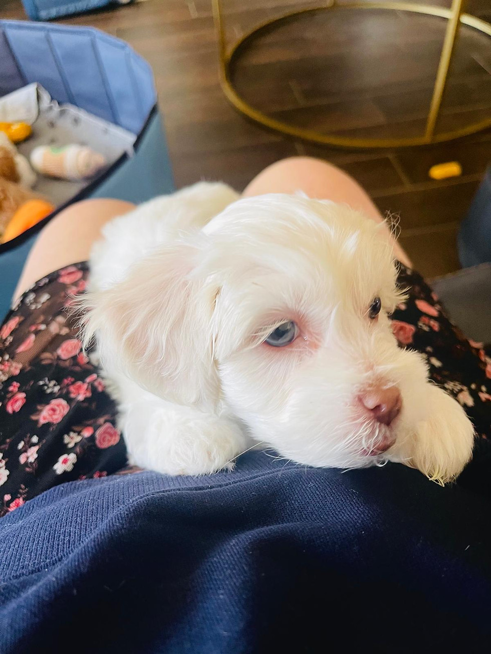 Thumbnail: "Jan" - Maltipoo (female)