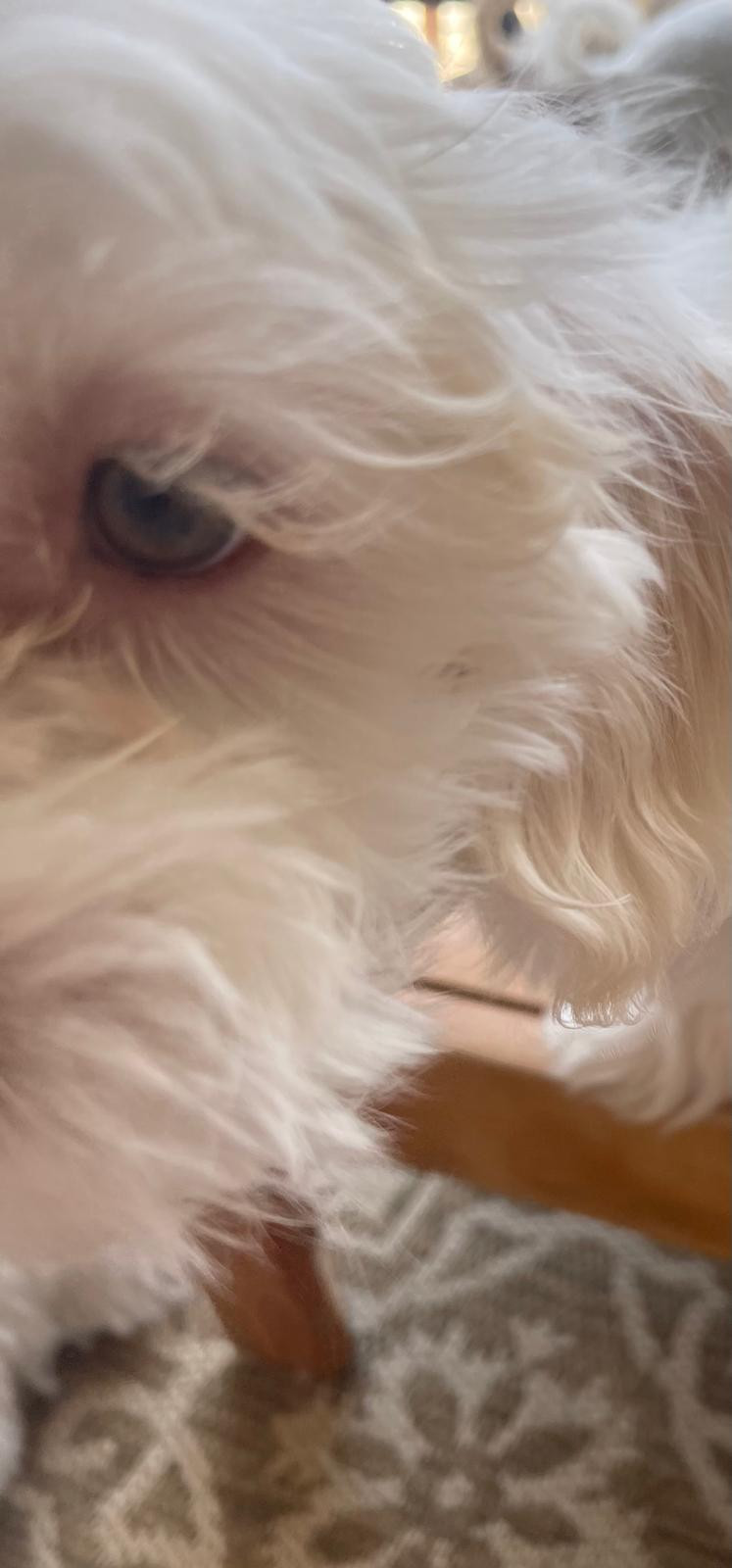 Thumbnail: "Jan" - Maltipoo (female)