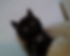 Holly, a black kitten.